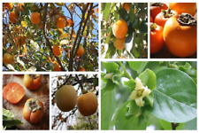 Sharon persimmon kaki for sale  OLDHAM