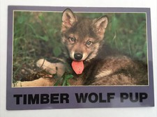 Timber wolf pup for sale  Graettinger