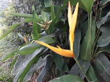 Rhizomes bird paradise for sale  USA