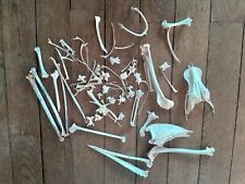 Squelette oiseau taxidermie d'occasion  Argences