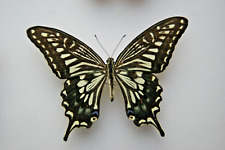 Papilio xuthus butterfly for sale  LIVERPOOL