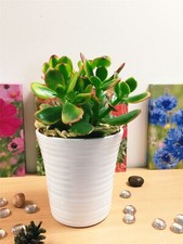 Elegant jade plant for sale  BIRMINGHAM