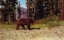 Brown bear yellowstone for sale  Las Vegas