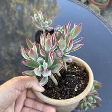 nice healthy plant for sale nice healthy plant for sale Van Nuys