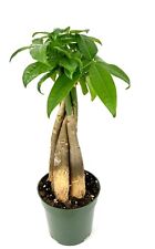 Money tree pachira for sale  Castaic