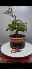 Pre bonsai acero usato  Reggello