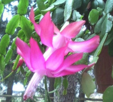 True christmas cactus for sale  Roberta