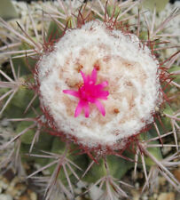 Melocactus caesius semi usato  Napoli