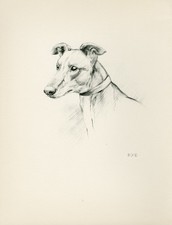 Greyhound head study for sale  COLEFORD
