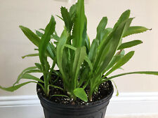 Culantro eryngium foetidum for sale  Bradenton