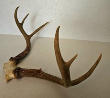 Nice rack point for sale  Middlefield