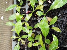 Evening primrose plant for sale  SHEFFIELD