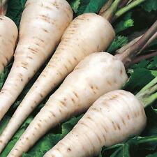 parsnip for sale parsnip for sale UK