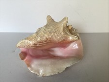 Large queen conch for sale  Allendale