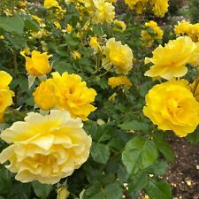 Rose bush pot for sale  GLASGOW
