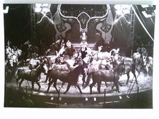 Staatszirkus ddr günter gebraucht kaufen  Aarbergen