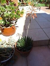 Belle succulente grande d'occasion  Saint-Cyprien