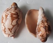 Curiosité taxidermie coquilla d'occasion  Montpellier-