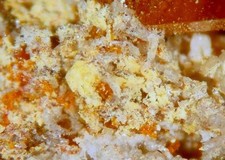 Stetefeldtite wulfenite red for sale  Tucson