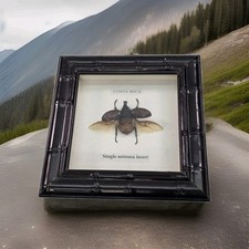 Framed rhinoceros beetle for sale  Weslaco