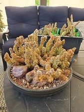 Tephrocactus molinensis red for sale  Riverside