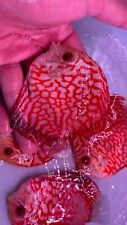 Red pigeon discus for sale  San Jose