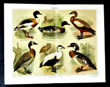 1897 old print usato  Pozzallo