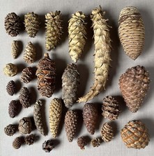 30 PINE CONES perenes diferentes comprar usado  Enviando para Brazil