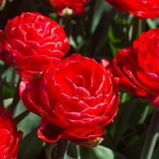 Tulip pamplona spring for sale  LLANDYSUL