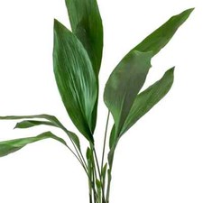 Aspidistra elatior cast for sale  MARCH