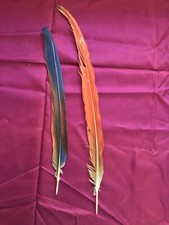 Scarlet macaw tail for sale  Lufkin