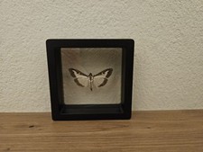 Buchsbaumzünsler echter schme gebraucht kaufen  Bielefeld