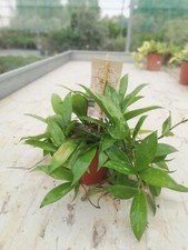 Hoya carnosa v12 usato  Italia