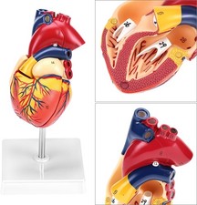 Anatomie herz herzmodell gebraucht kaufen  Aspisheim, Grolsheim