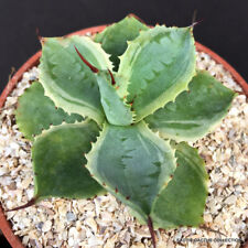 Agave potatorum variegated for sale  Miami