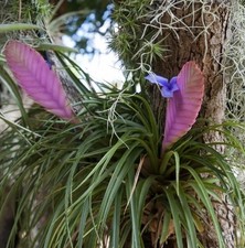 Tillandsia cyanea anita usato  Foligno