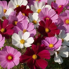 Lot graines cosmos d'occasion  Chazelles