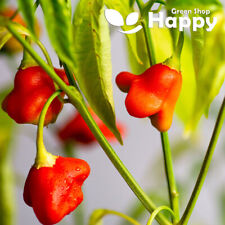 Chilli seeds bishops for sale  DONCASTER