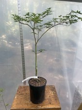 Ryusen japanese maple for sale  North Augusta
