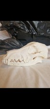 Real animal skull for sale  SUTTON
