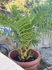 Phoenix canariensis date for sale  Topanga