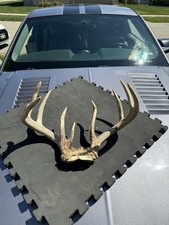 Whitetail deer antler for sale  Altoona