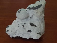 Fossilien sammlung dan gebraucht kaufen  Berlin