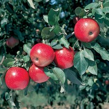 Mixed apple trees for sale  Saint Louis