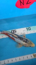 Baby blue shusui for sale  Punta Gorda