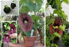 Gespensterblume fleischfressen gebraucht kaufen  Kaiserslautern