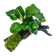 Aquaone pflanze anubias gebraucht kaufen  Worms
