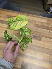 Rare mint monstera for sale  EXETER