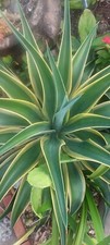 Agave desmettiana plant for sale  Fort Lauderdale