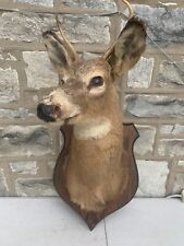 Whitetail deer head for sale  Lansdowne